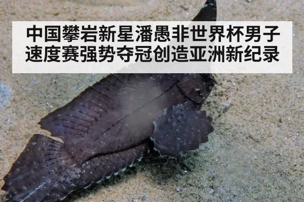 中国攀岩新星潘愚非世界杯男子速度赛强势夺冠创造亚洲新纪录